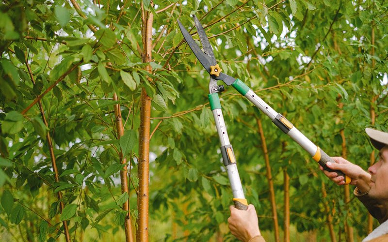 Tree trimming in Springdale, WA